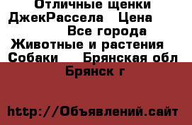 Отличные щенки ДжекРассела › Цена ­ 50 000 - Все города Животные и растения » Собаки   . Брянская обл.,Брянск г.